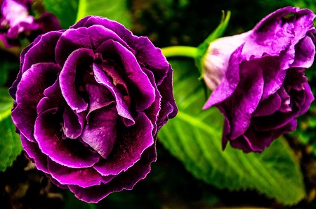 purple-flower-556040_960_720-h.jpg